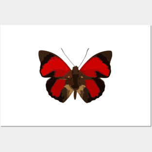 Claudina Butterfly Digital Painting Posters and Art